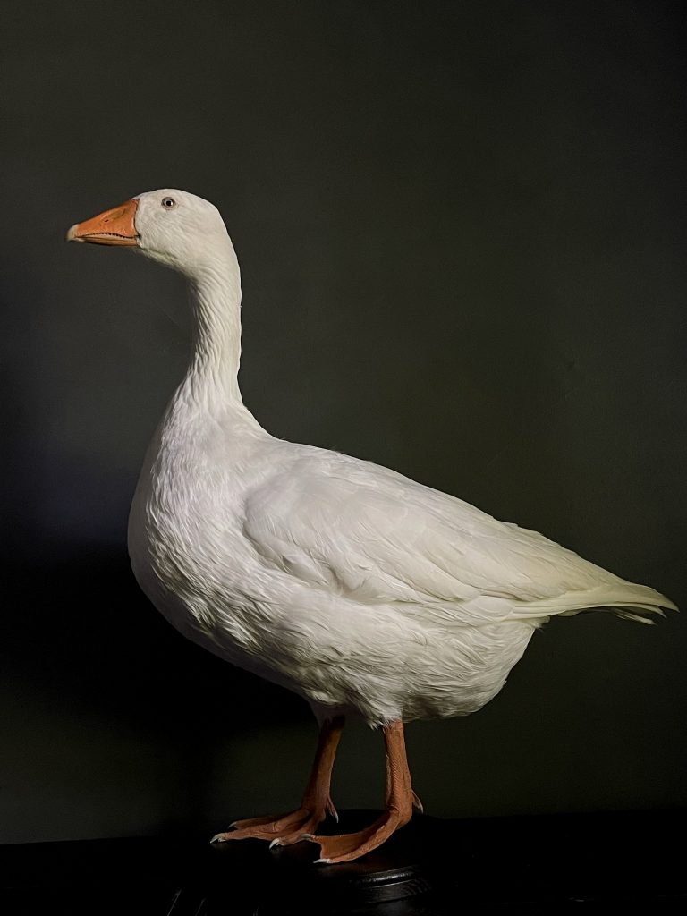 Taxidermy large white goose.