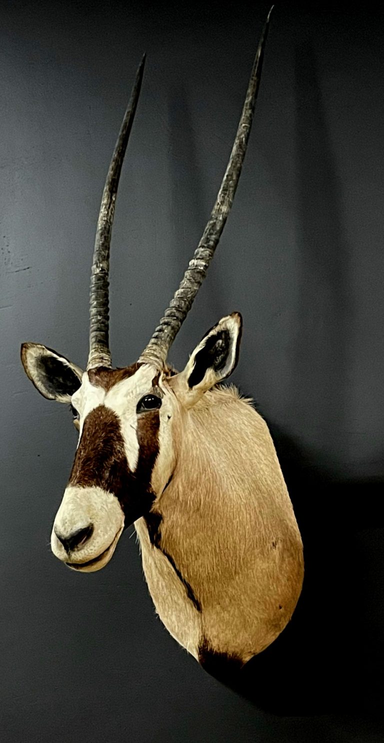 Taxidermy head of an oryx