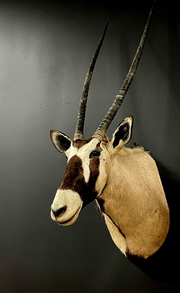 Taxidermy head of an oryx
