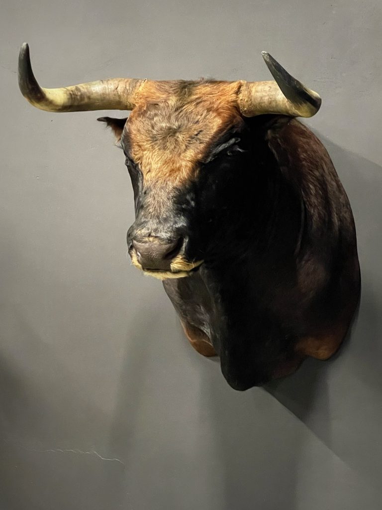 Taxidermy bull's head