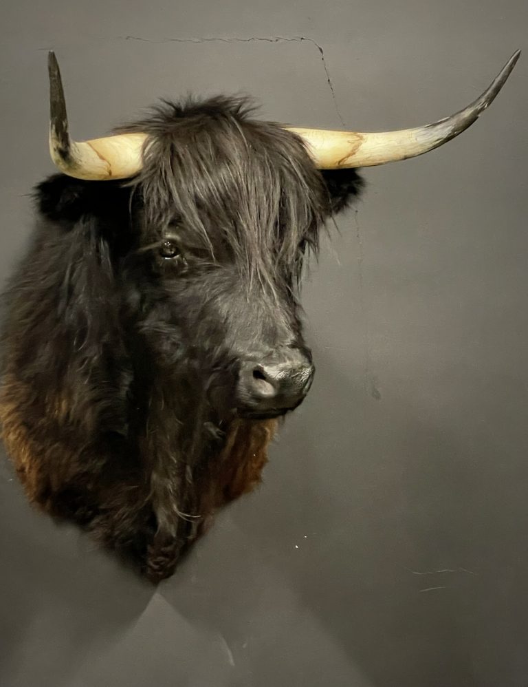 Mounted head of a black Scottish highlander