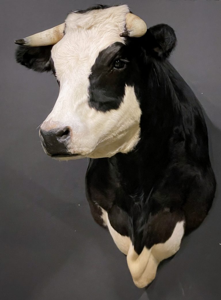 Mounted head of a blaarkop cow