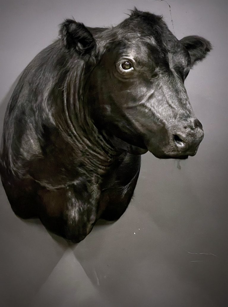 Mounted Black Angus bull