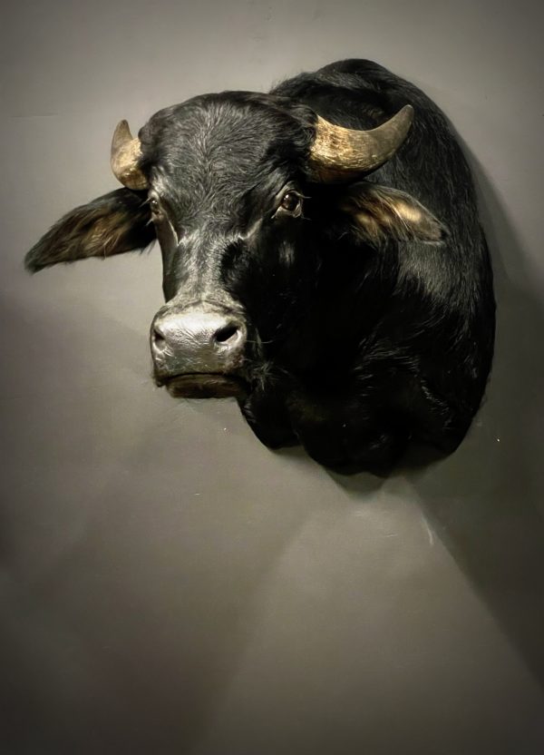 Opgezette kop van een waterbuffel