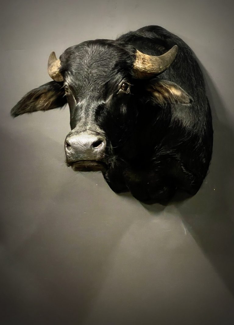 Mounted head of a water buffalo