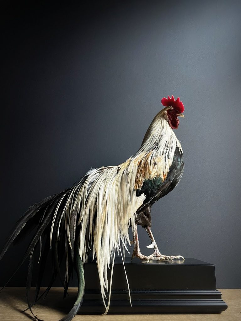 Taxidermy Onagadore rooster on black console