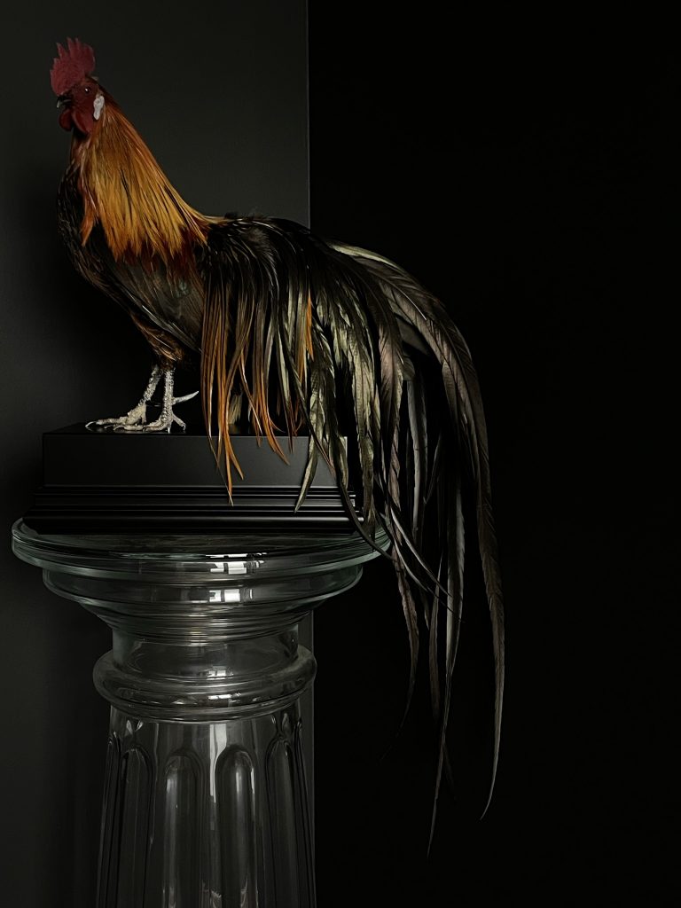 Special mounted Phoenix rooster on black console