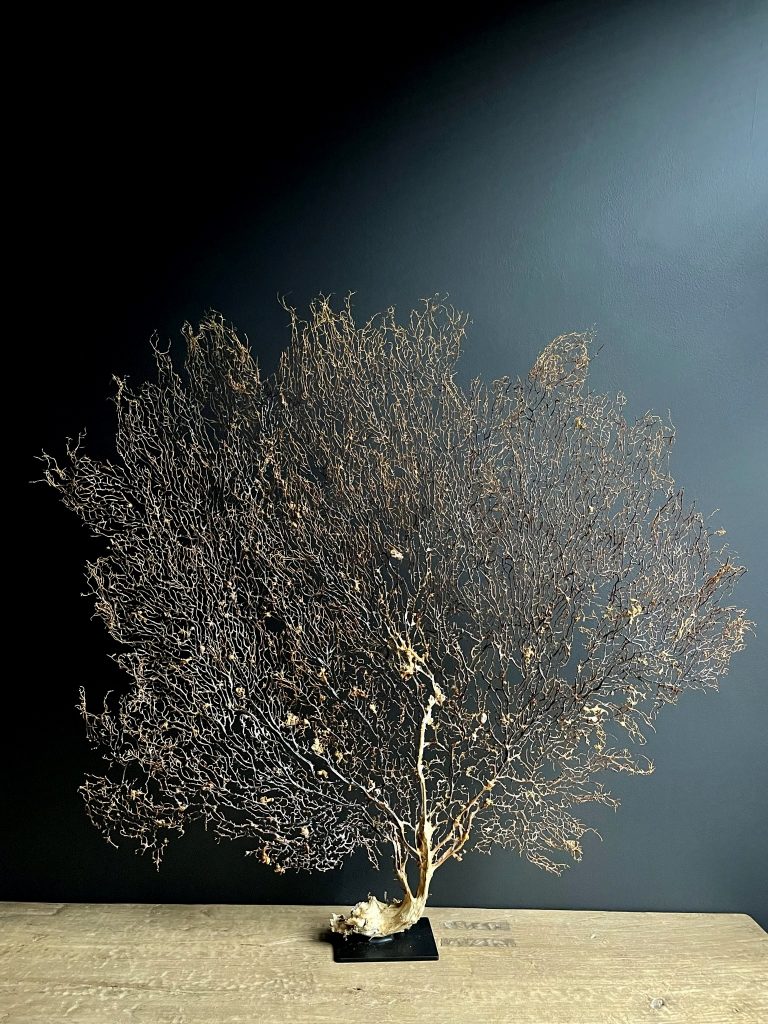 Decorative sea fan XXL