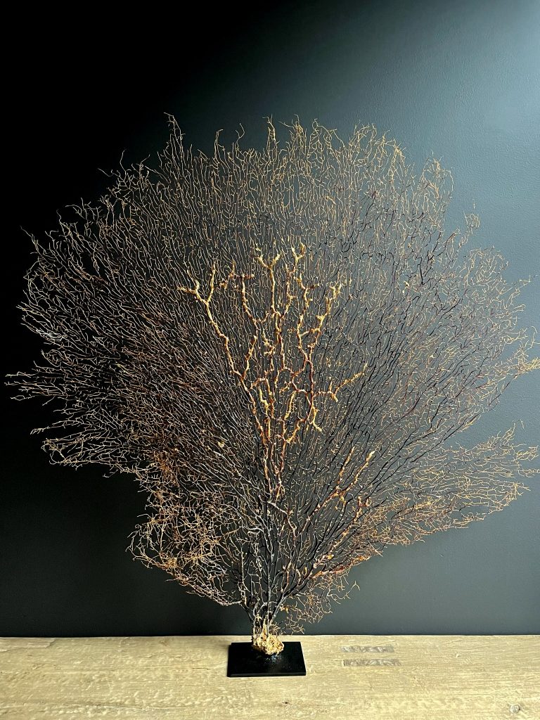 Decorative sea fan XXL