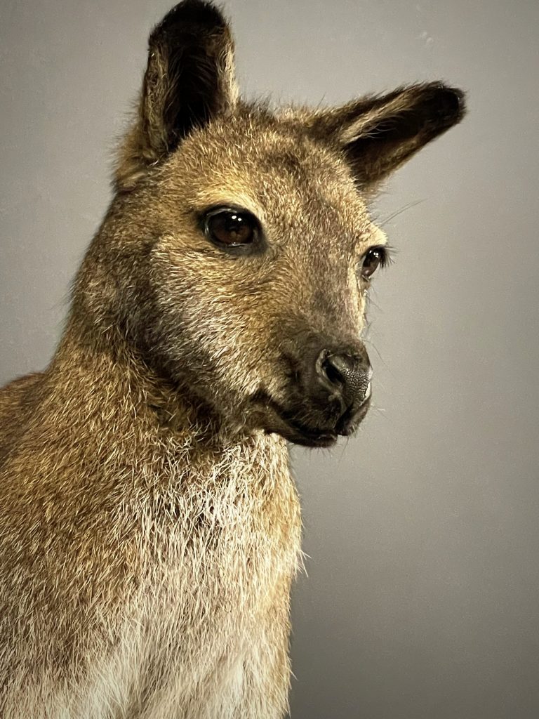 Taxidermy head of a Bennett wallaby