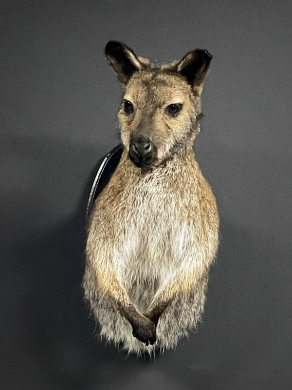 Opgezet kopje van een Bennett wallaby