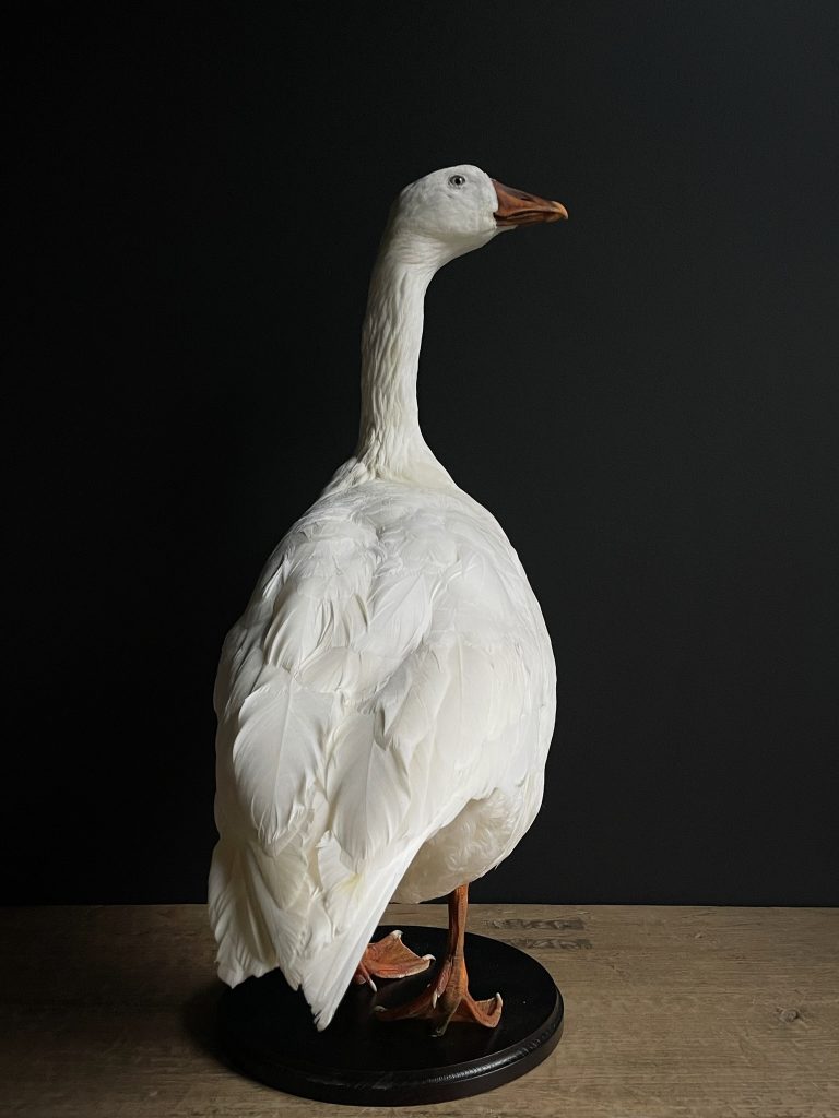 Taxidermy big white goose