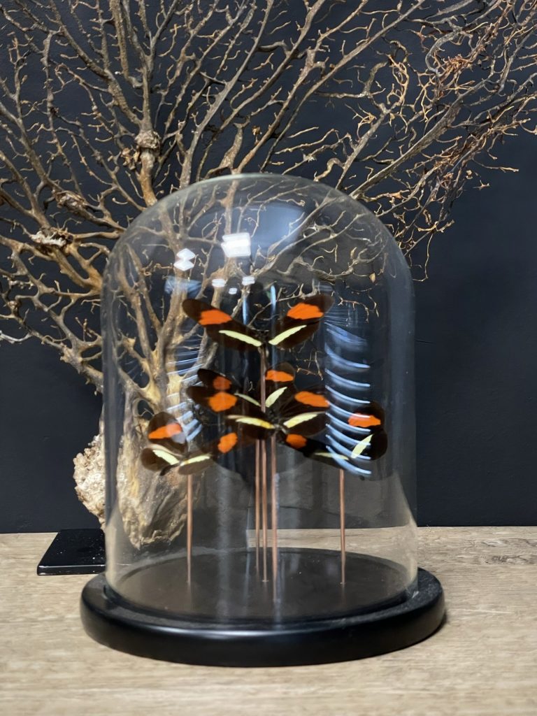 Modern butterfly cover with butterflies