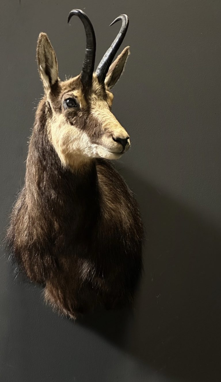 Mounted head of a chamois