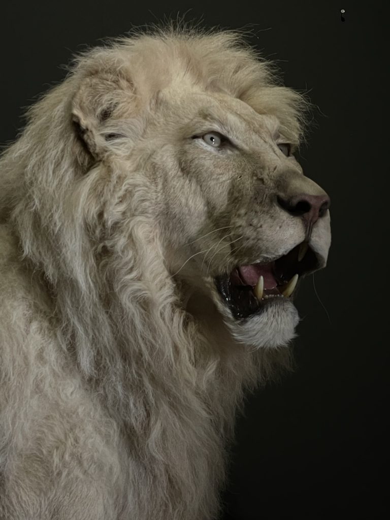 Mounted white lion