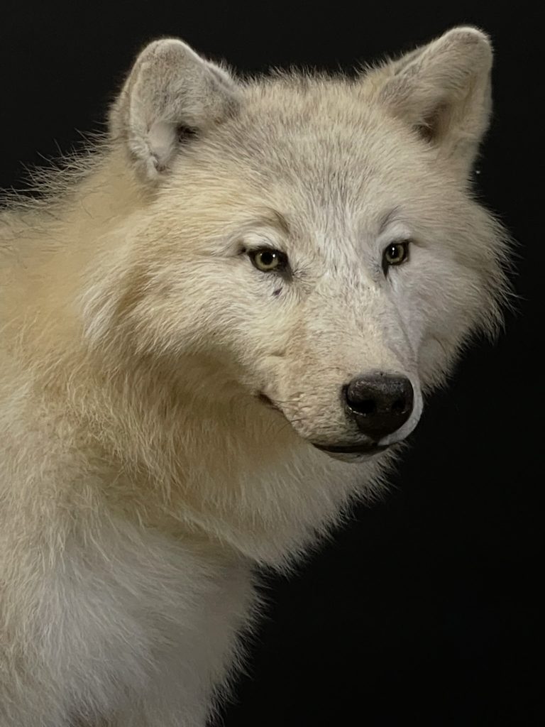 Mounted Arctic Wolf (1)