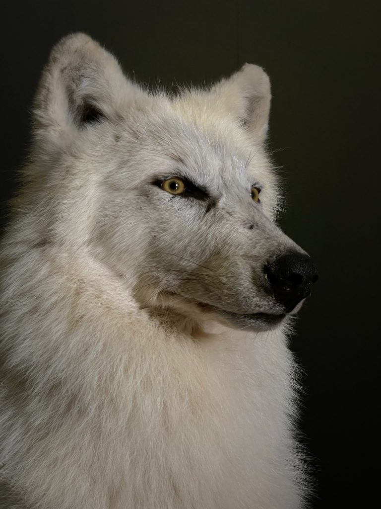 Mounted Arctic Wolf (2)