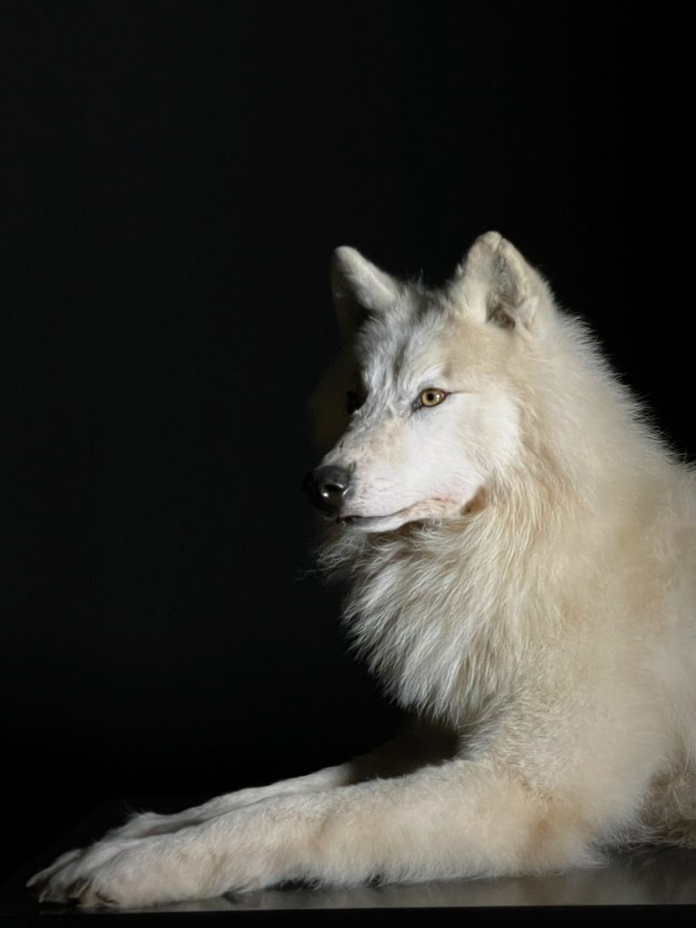 Taxidermy Arctic Wolf (3)