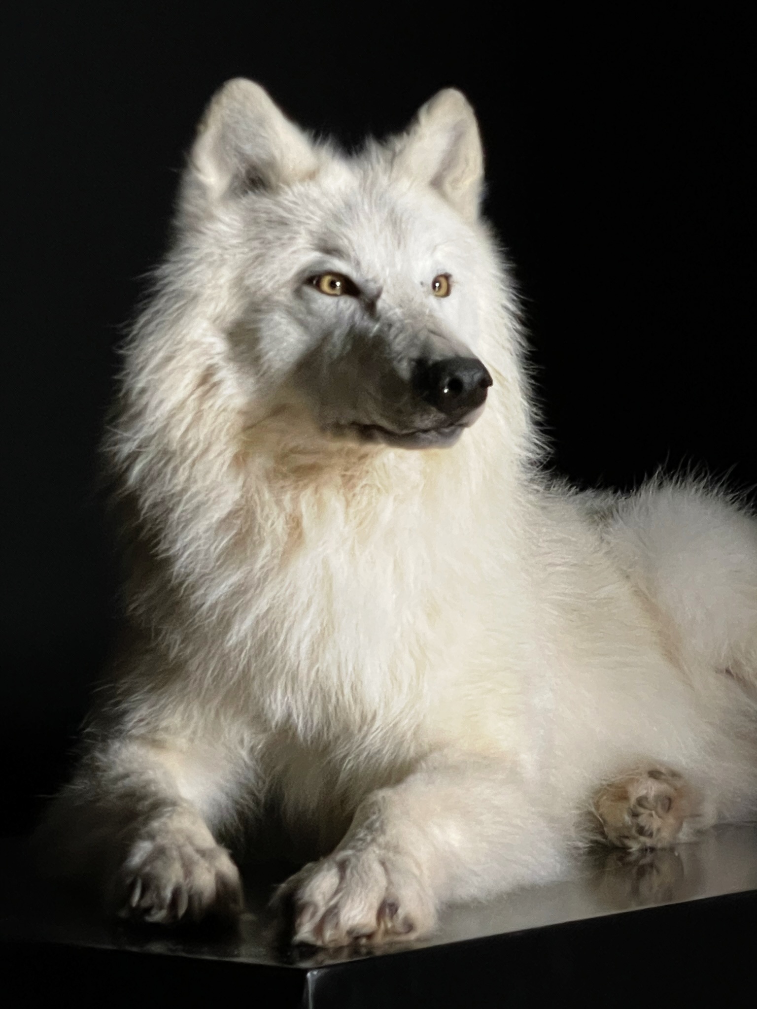solid white wolf