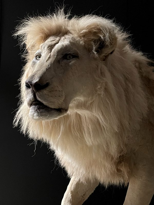 Ausgestopfter weißer Löwe