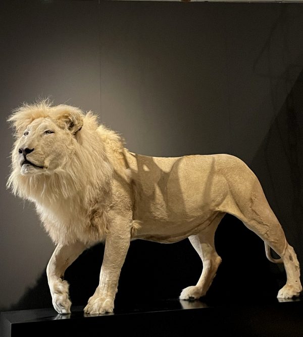 Ausgestopfter weißer Löwe
