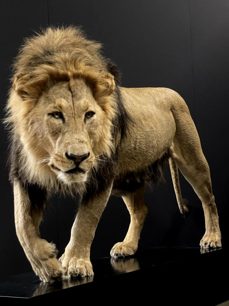 Mounted lion