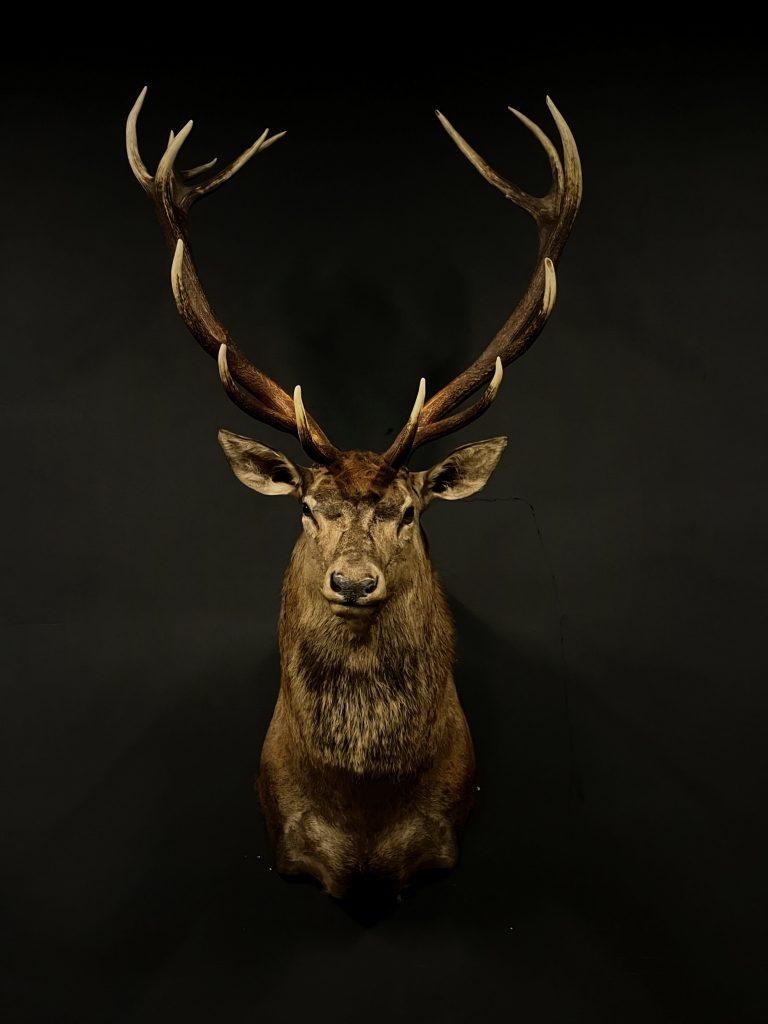 Stuffed head of red deer