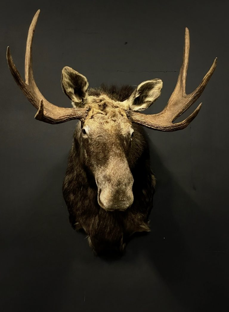 Mounted head of a Scandinavian moose