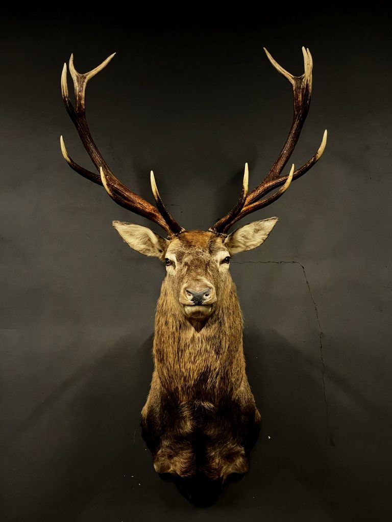 Stuffed head of red deer