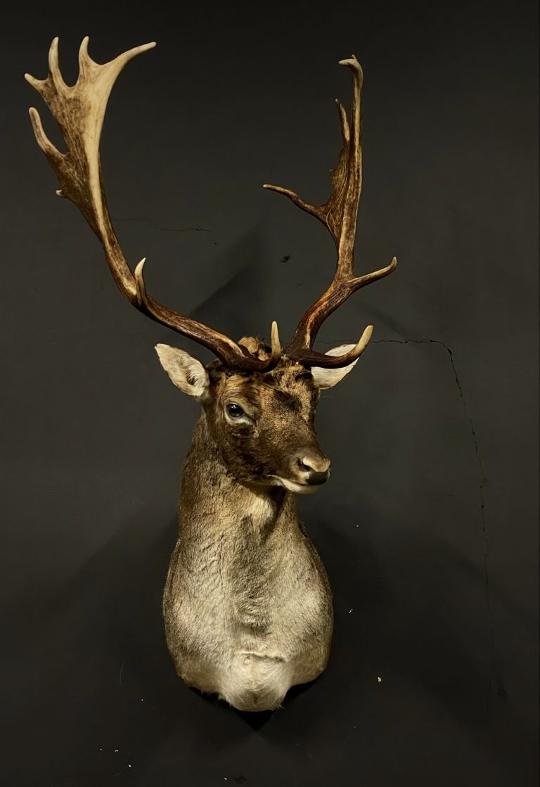 Stuffed head of fallow deer