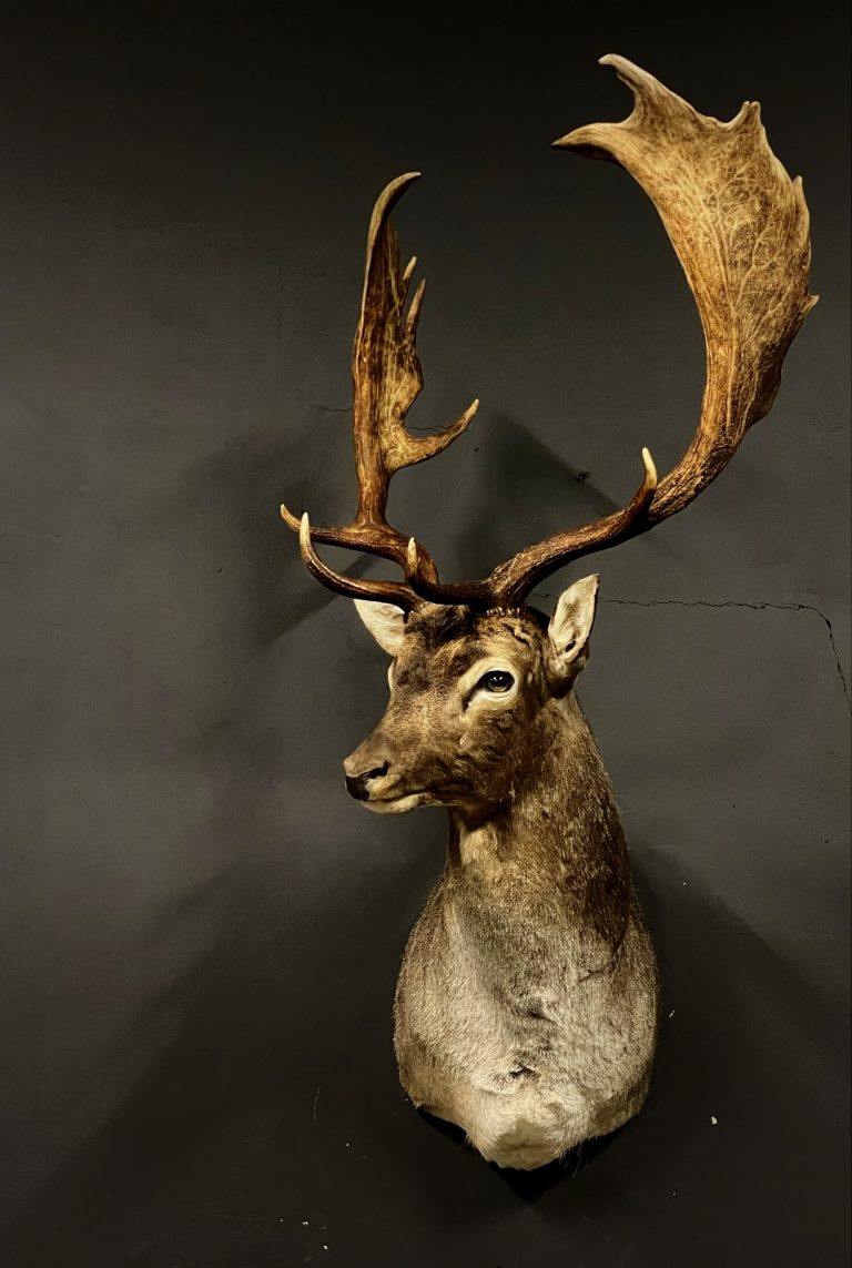 Mounted head of a fallow deer