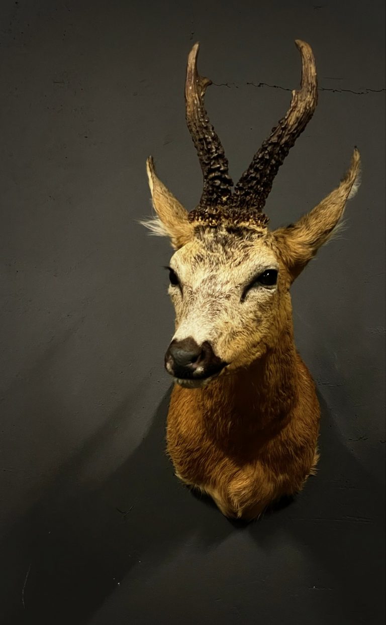 Mounted roebuck