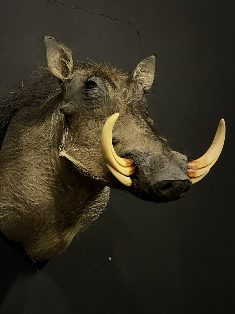 Stuffed head of a warthog