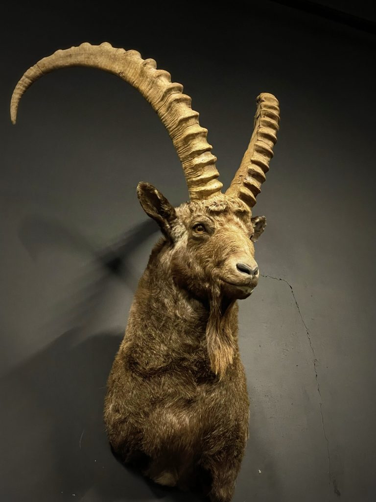 Mounted head of an ibex