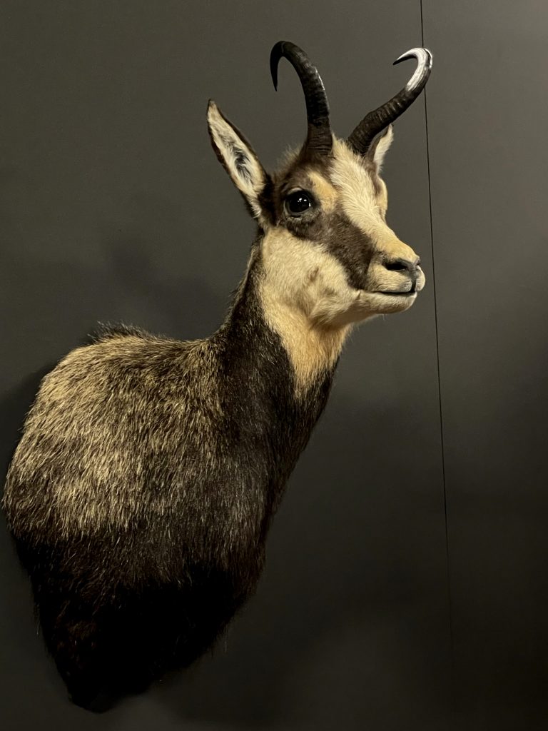 Stuffed head of a chamois