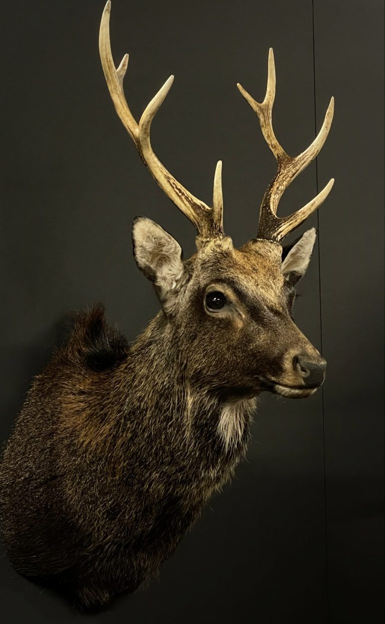 Mounted head of a sika deer