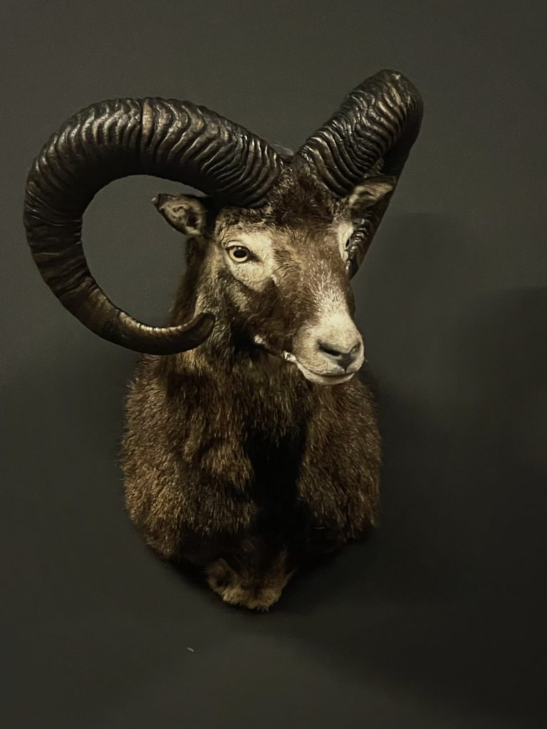 Mounted capital mouflon ram