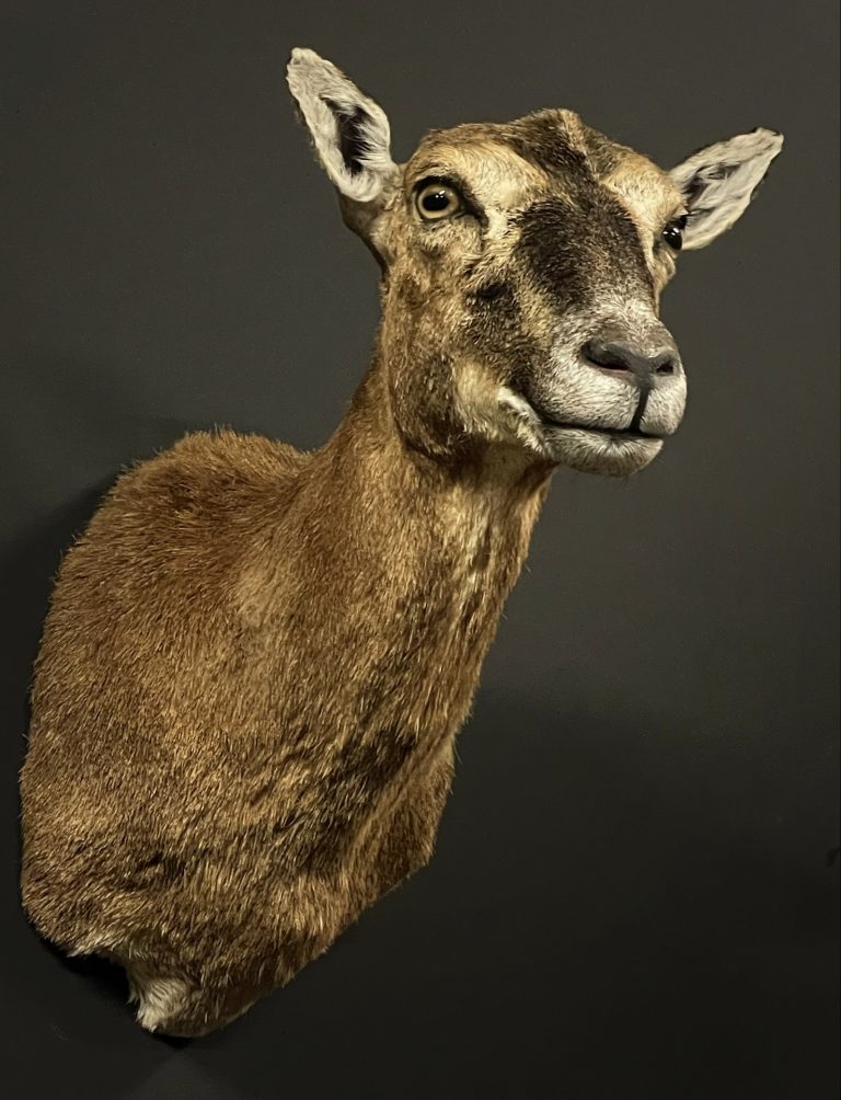 Taxidermy female mouflon