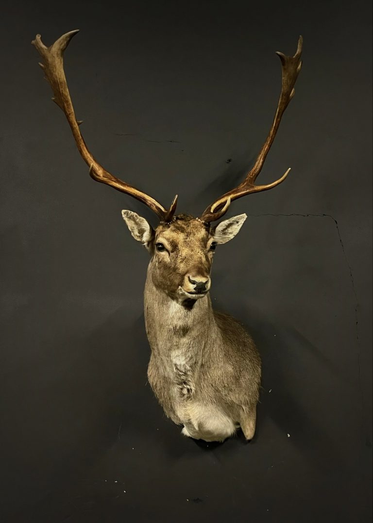 Mounted head of a fallow deer