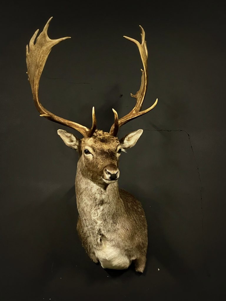 New stuffed head of fallow deer