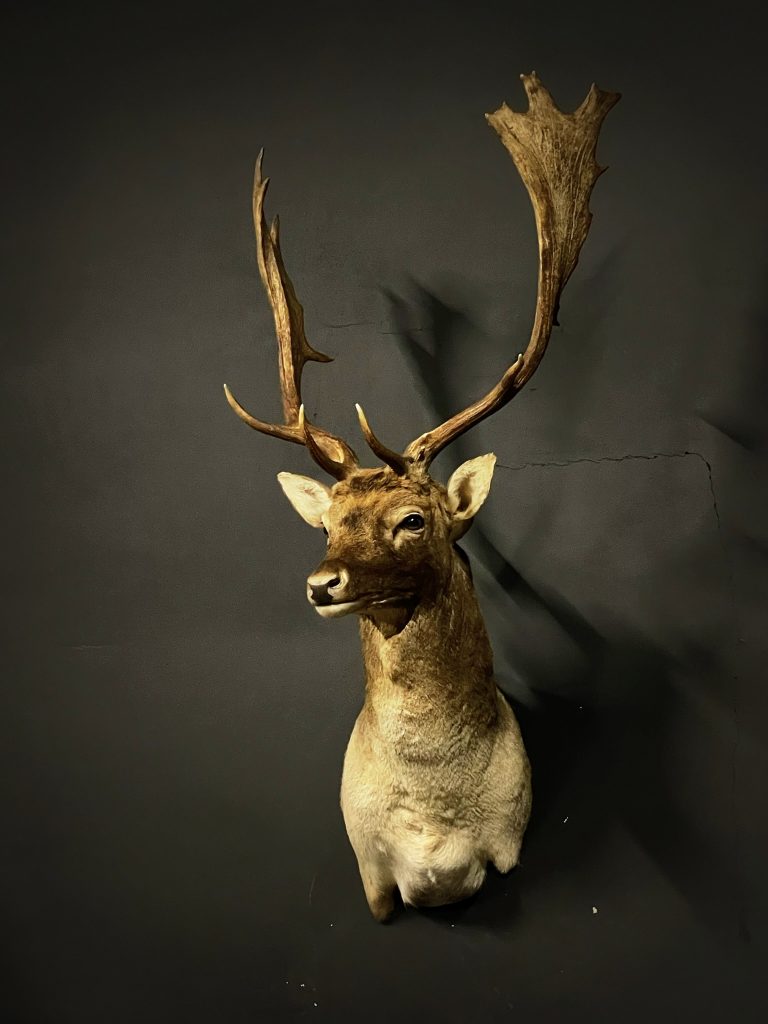 Taxidermy Stag head