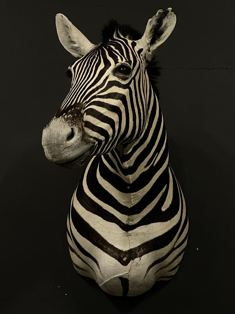 Mounted zebra head