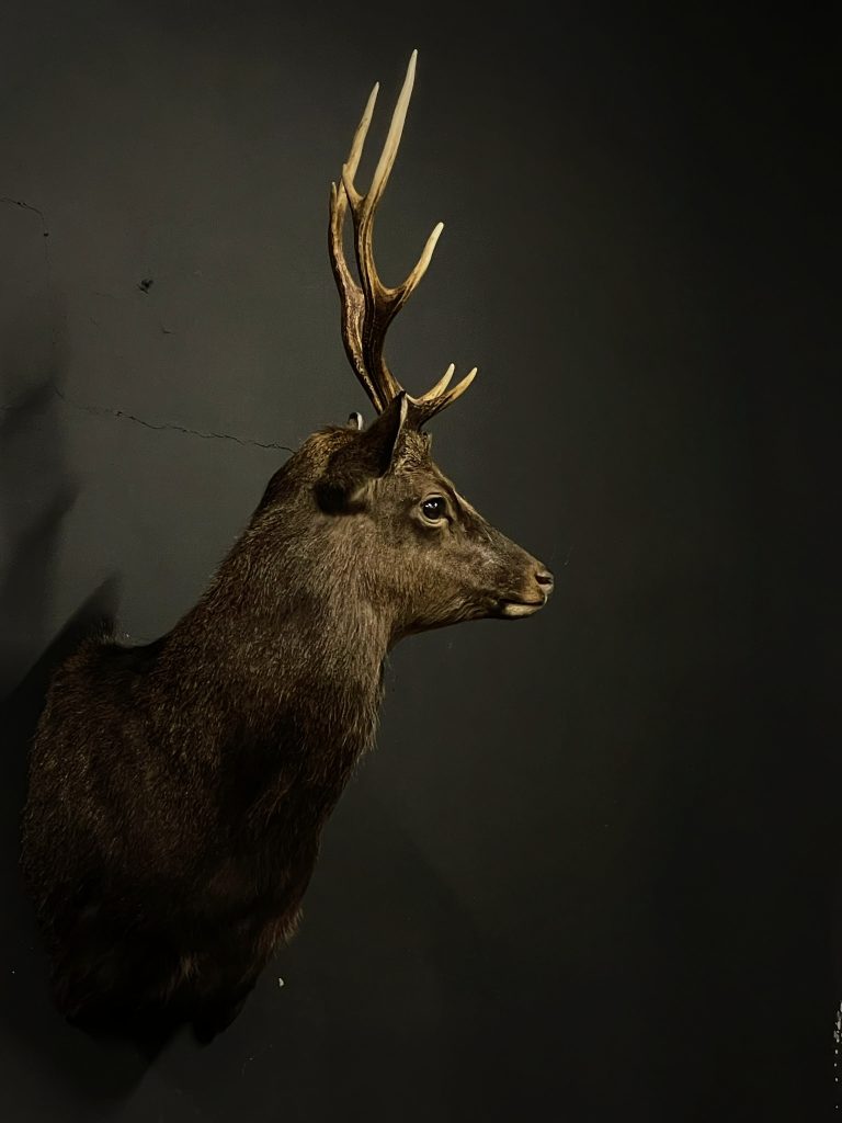 Mounted head of a sika deer