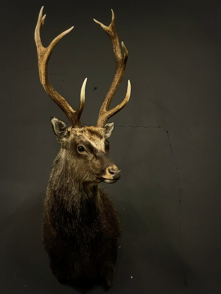 Mounted head of a sika deer