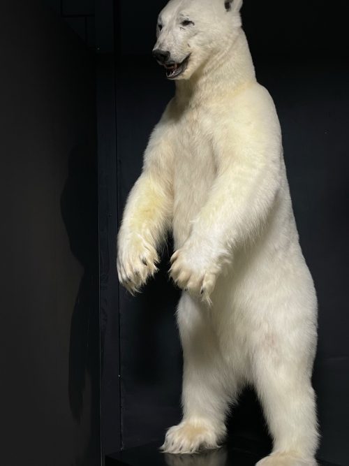 Imposante 0pgezette ijsbeer