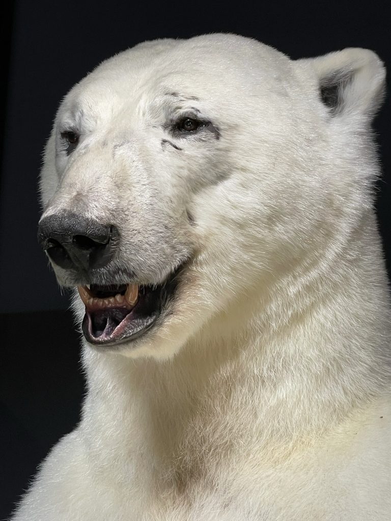 Imposing taxidermy polar bear