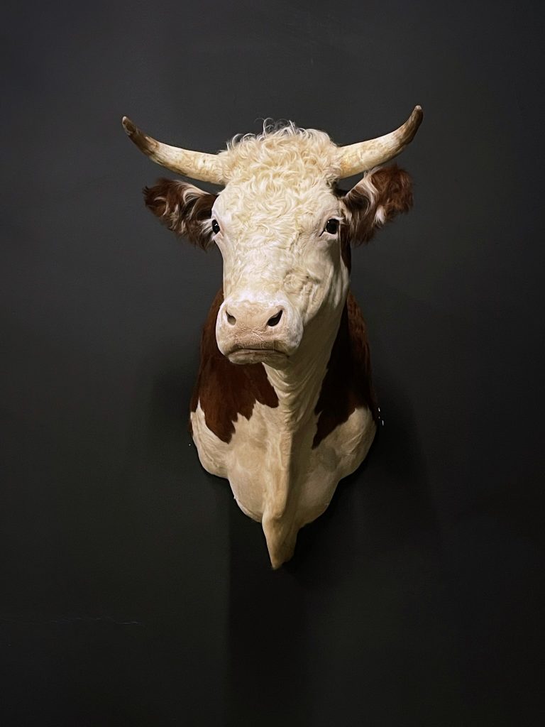 Stuffed head of a Hereford cow