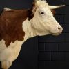 Opgezette kop van een Hereford koe