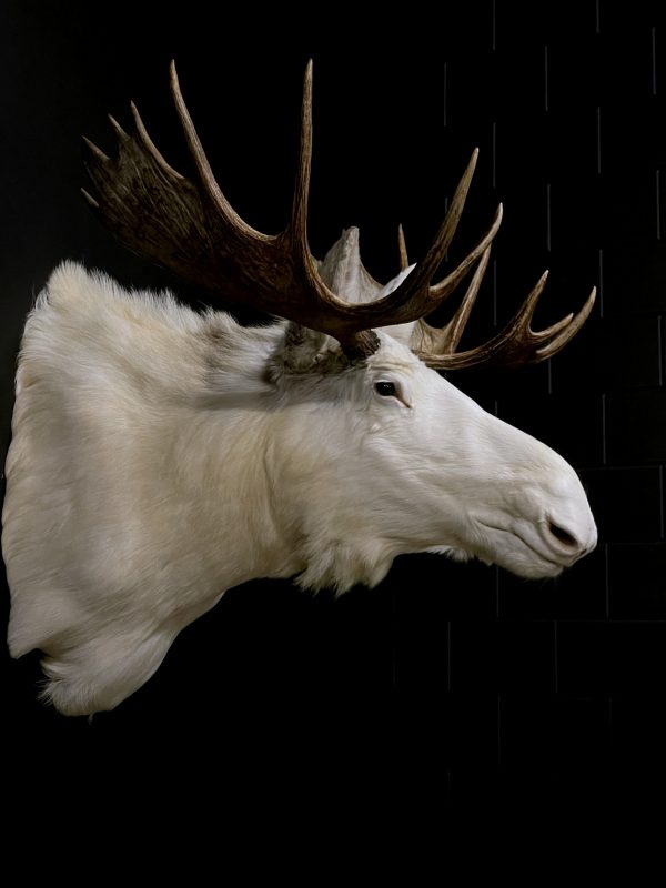Zeer zeldzame witte Scandinavische eland