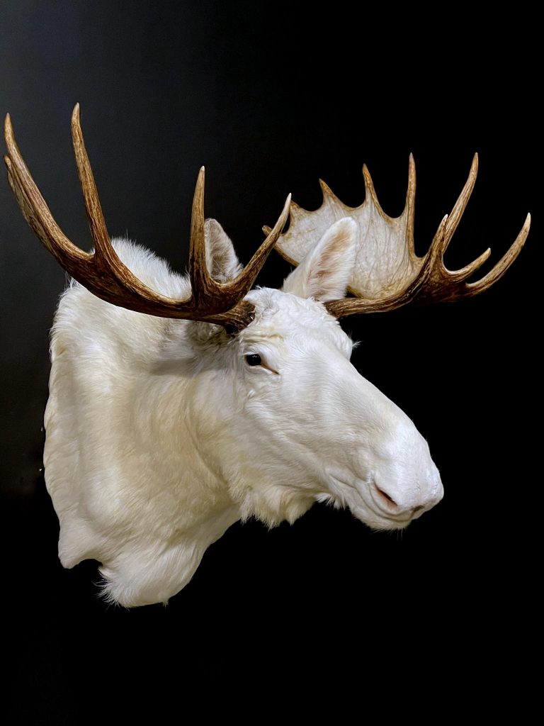 Very rare white Scandinavian moose